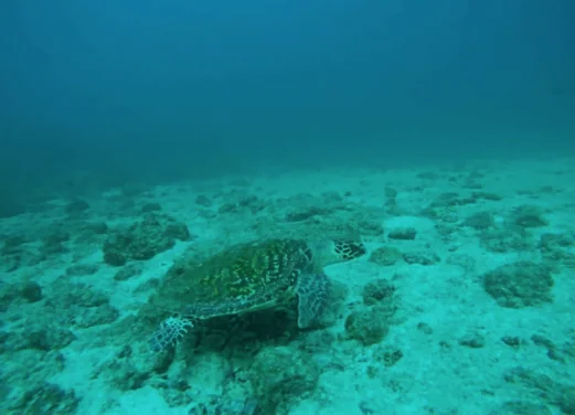 Aqua Center Diving