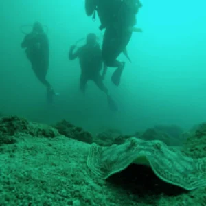 Aqua Center Diving