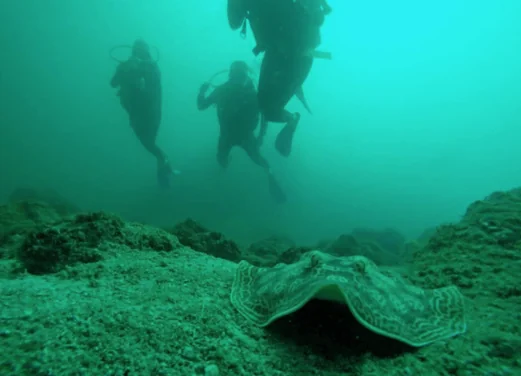 Aqua Center Diving