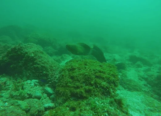 Aqua Center Diving