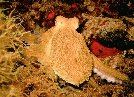 Gorgona Divers Thassos