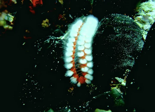 Gorgona Divers Thassos