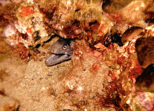 Gorgona Divers Thassos