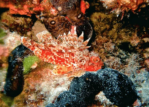 Gorgona Divers Thassos