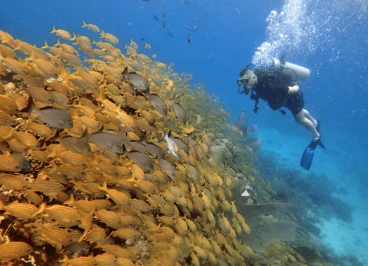 Go Diving Cancun