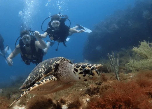 Go Diving Cancun