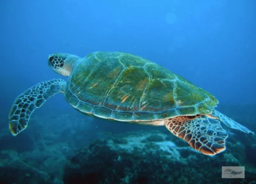 Jetty Dive Centre