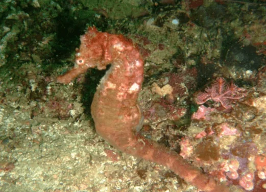 Jetty Dive Centre