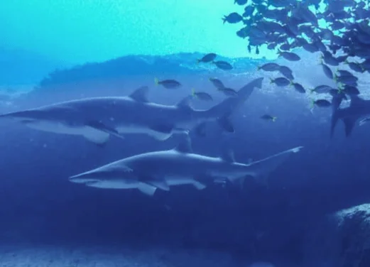 Jetty Dive Centre