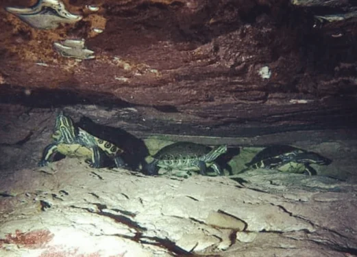 Best Cenote Dives