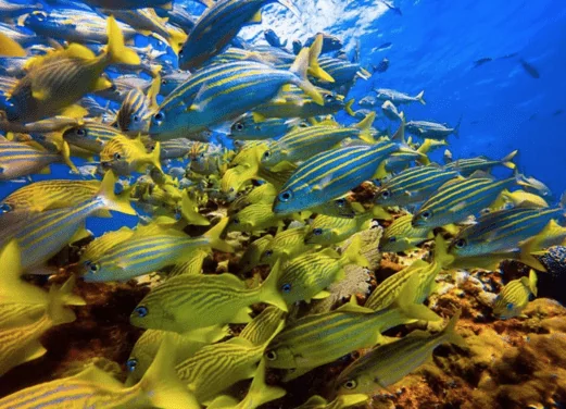 Emilio's Dive Center