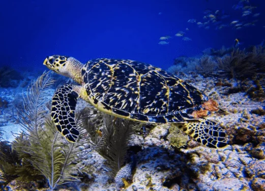Emilio's Dive Center