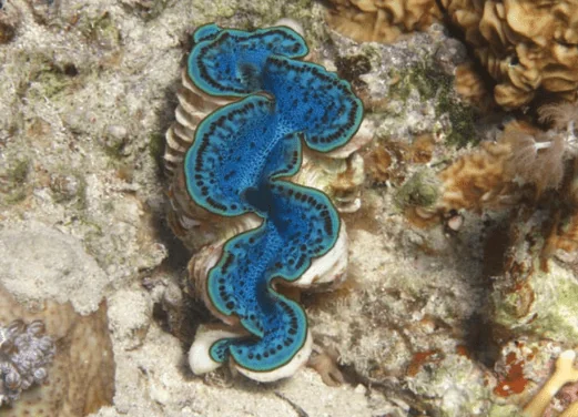 Deep Blue Divers Dahab