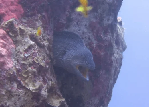 Deep Blue Divers Dahab