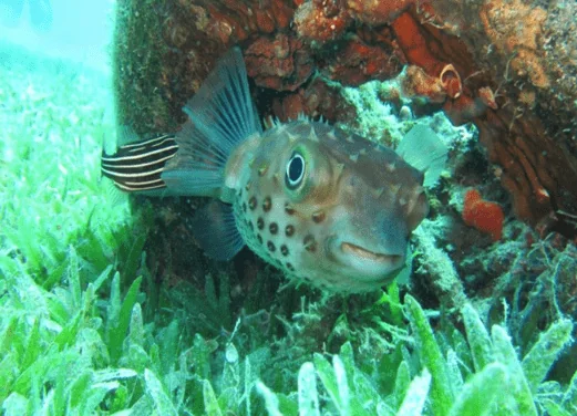 Deep Blue Divers Dahab
