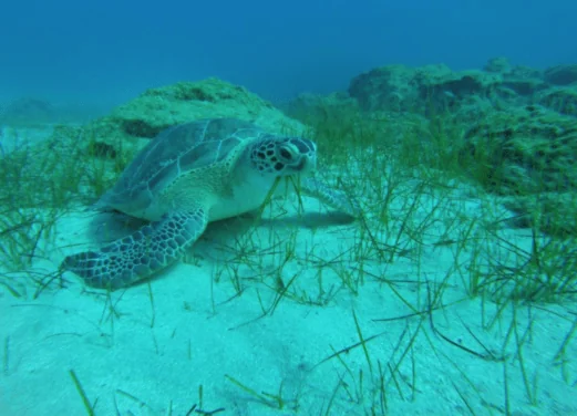 Ocean View Diving