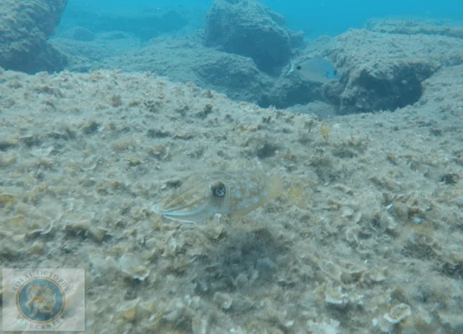 Royal Octopus Dive Center