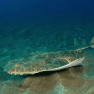 Karapat Dive Gran Canaria