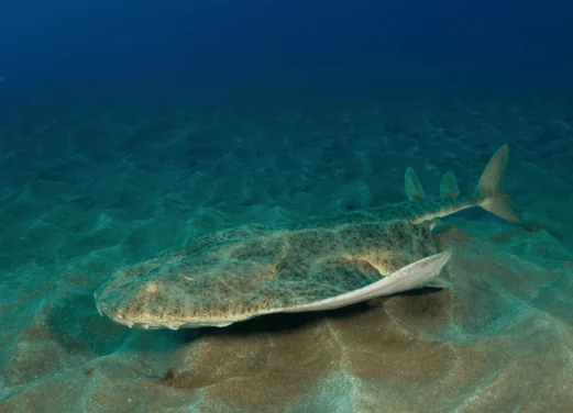Karapat Dive Gran Canaria