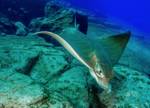 Karapat Dive Gran Canaria