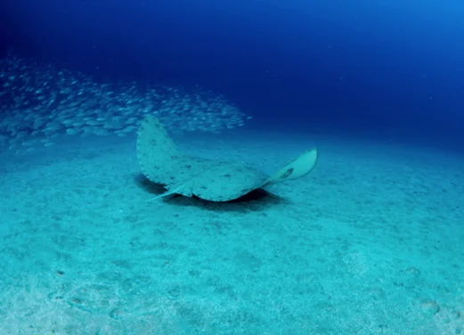 Karapat Dive Gran Canaria