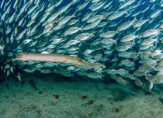 Karapat Dive Gran Canaria
