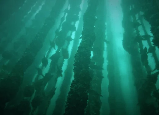 Buceo Islas Cies