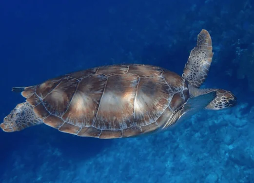 Tankah Divers Tulum