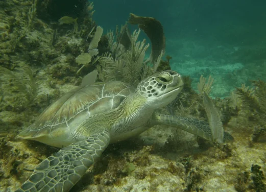 Tankah Divers Tulum
