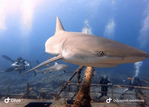 Odyssea Expeditions