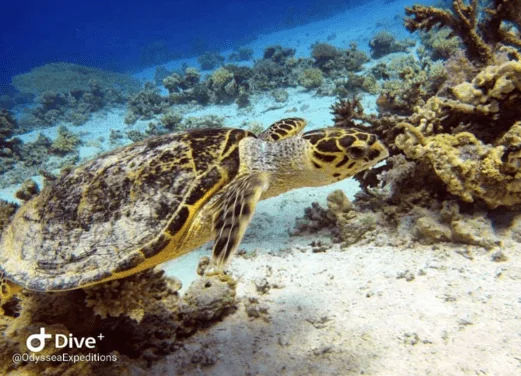 Odyssea Expeditions