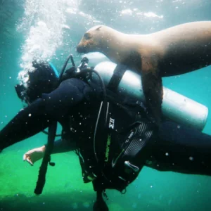 La Paz Sea Lions Dive Center