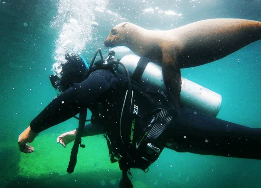 La Paz Sea Lions Dive Center