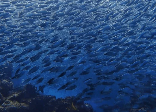 La Paz Sea Lions Dive Center