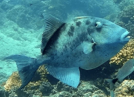La Paz Sea Lions Dive Center