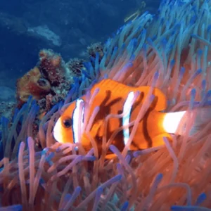 Subsurface Scuba