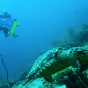 Blue Bay Dive & Watersport