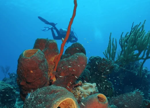 Mx Scuba