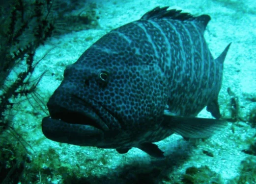 Mx Scuba