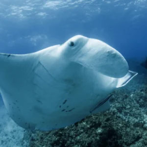 Byron Bay Dive Centre