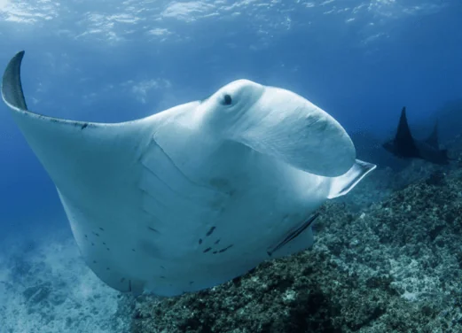 Byron Bay Dive Centre