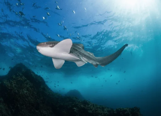 Byron Bay Dive Centre