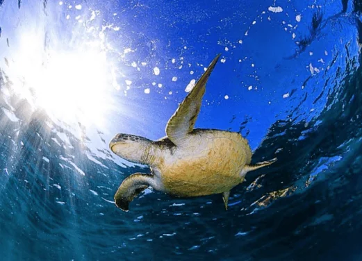 Byron Bay Dive Centre