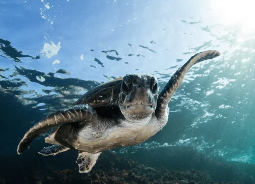 Byron Bay Dive Centre