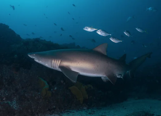 Byron Bay Dive Centre