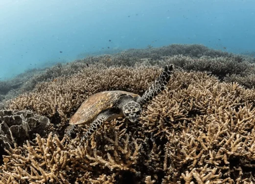 Aman Tioman Dive Centre