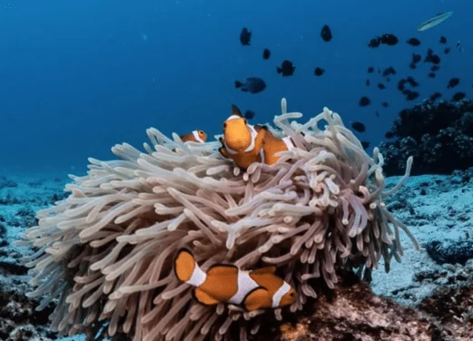 Aman Tioman Dive Centre