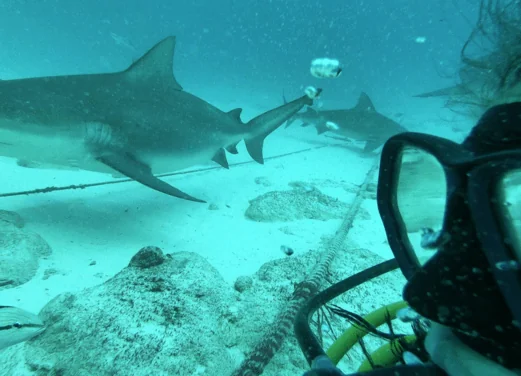 Dive 48 Riviera Maya