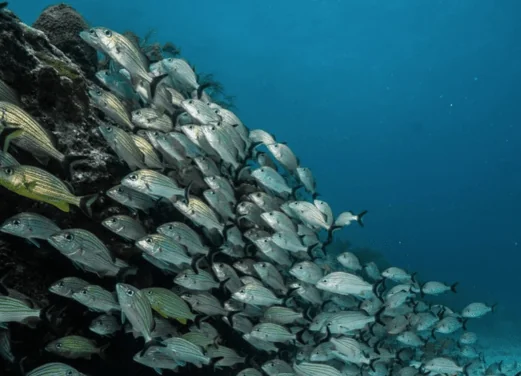 Dive 48 Riviera Maya
