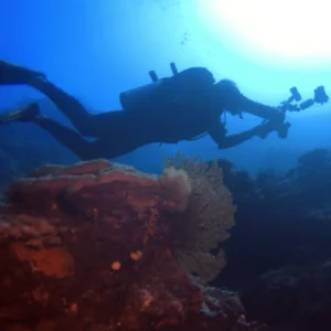 Pro Dive Central Coast